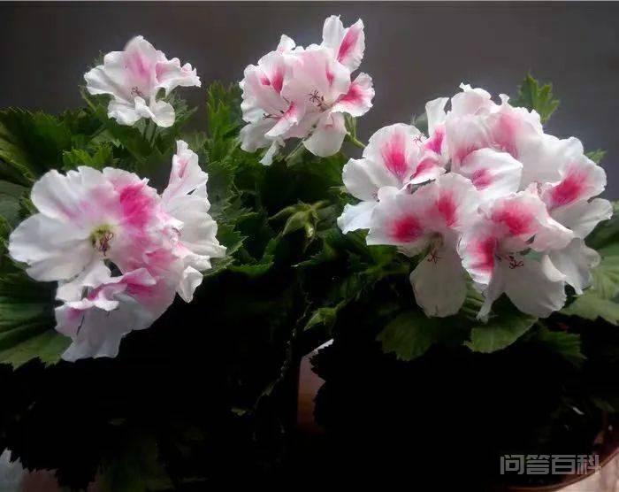推荐4种耐高温的天竺葵品种 抗病性好