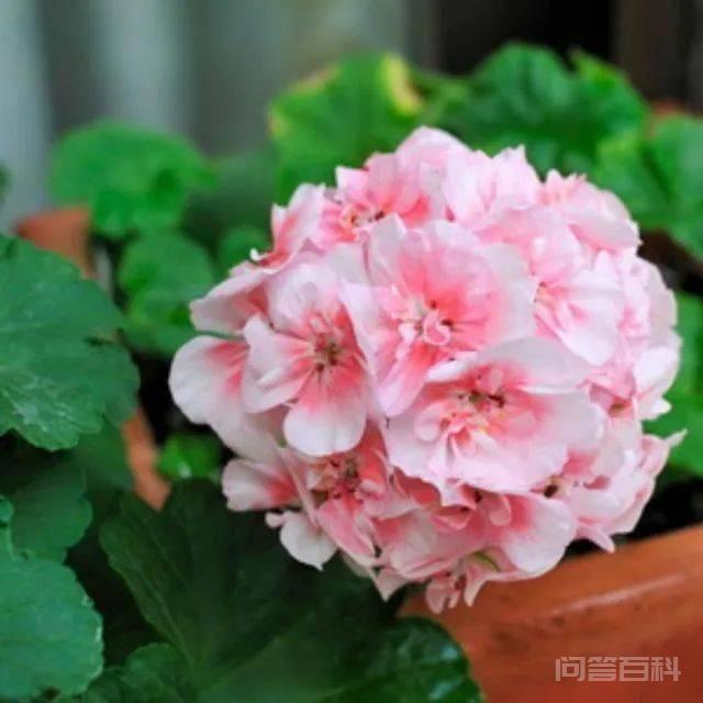推荐4种耐高温的天竺葵品种 能适应较为恶劣的环境和贫瘠土壤