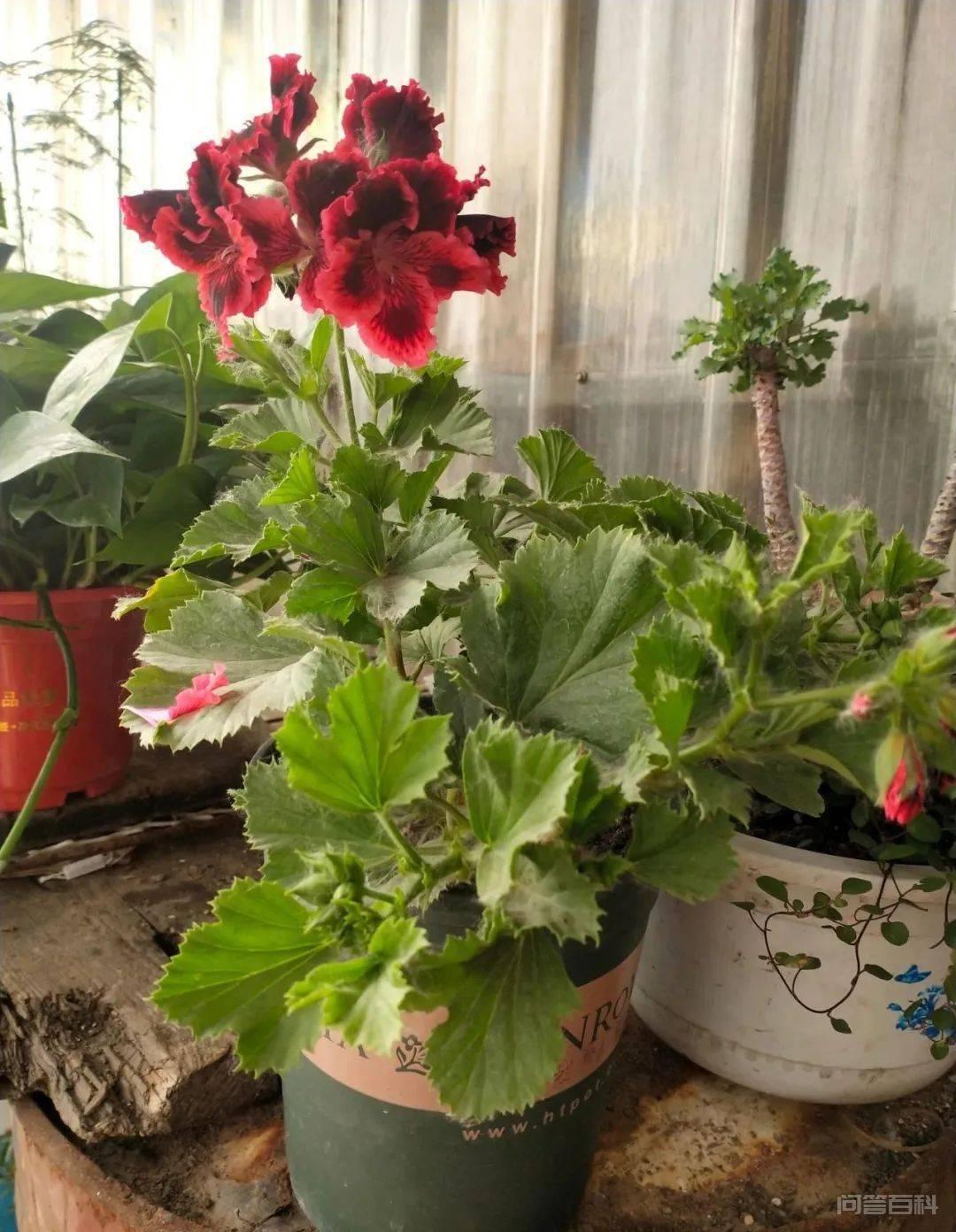 推荐4种耐高温的天竺葵品种 因此广受花友们的喜爱