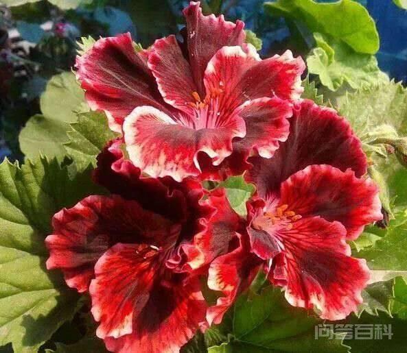 推荐4种耐高温的天竺葵品种 同题参见但是这种植物的耐热性一般
