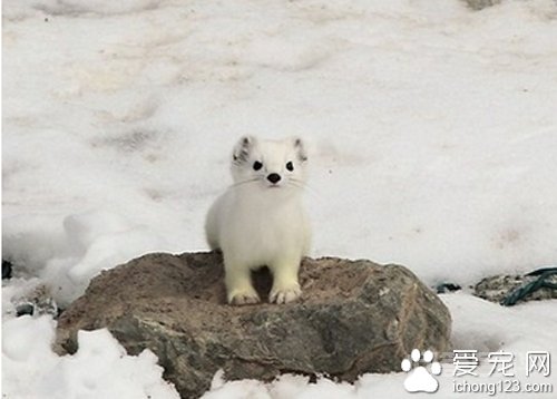 雪貂多少钱一只 由于比较稀少价格较贵 雪貂多少钱一只