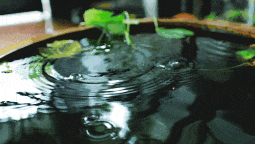 夏雨湿了绿柳
