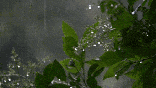 芭蕉染了相思，闲云化作飞雨。