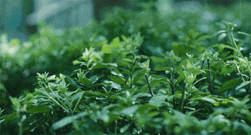 片片涟漪