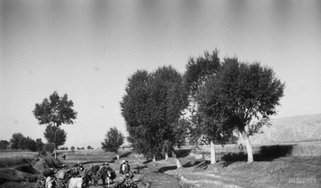 1936年的临夏:东乡族说蒙语、河州花儿有的淫,宗教氛围很浓 他对沿途的藏族