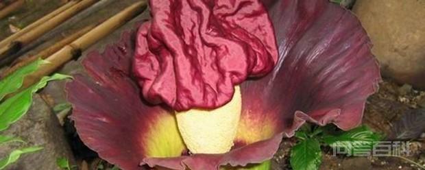 泰坦魔芋的花语