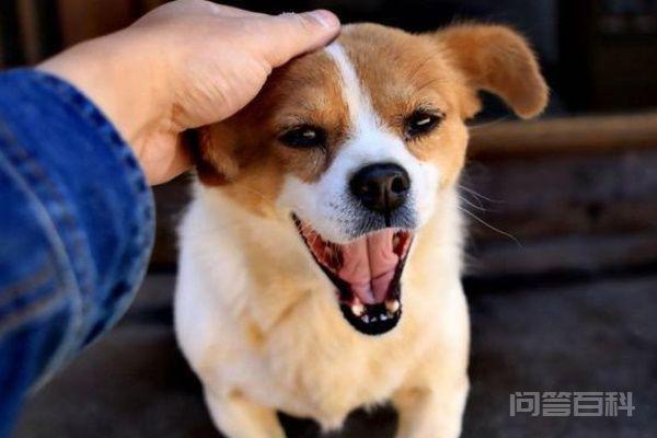 狗狗突然瘫痪站不起来怎么办 及时到宠物医院进行检查