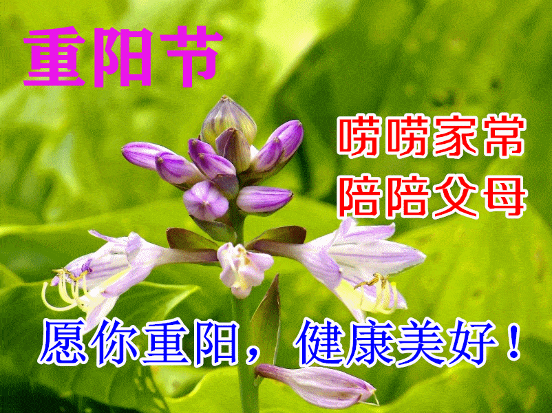重阳节祝福语简短10字 让我们送出简短而幸福的祝福吧