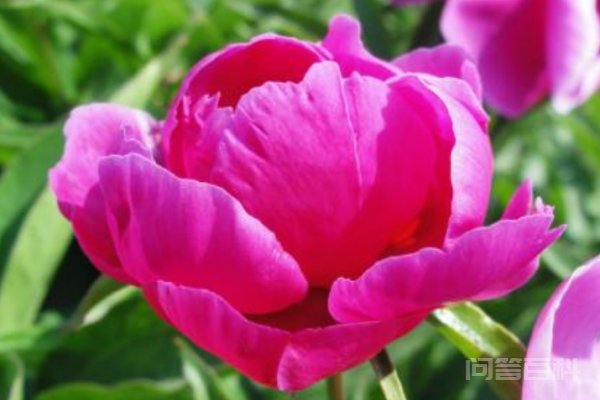名花有主 , 我来松松土.. 我代替主人帮花松土