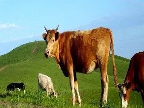 一羽兔、两丁鱼、三匹狗?日语的数量词太难了! 大家是否真的能够轻松正确地使用呢