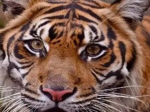 一羽兔、两丁鱼、三匹狗?日语的数量词太难了! 两国文化的渊源颇深