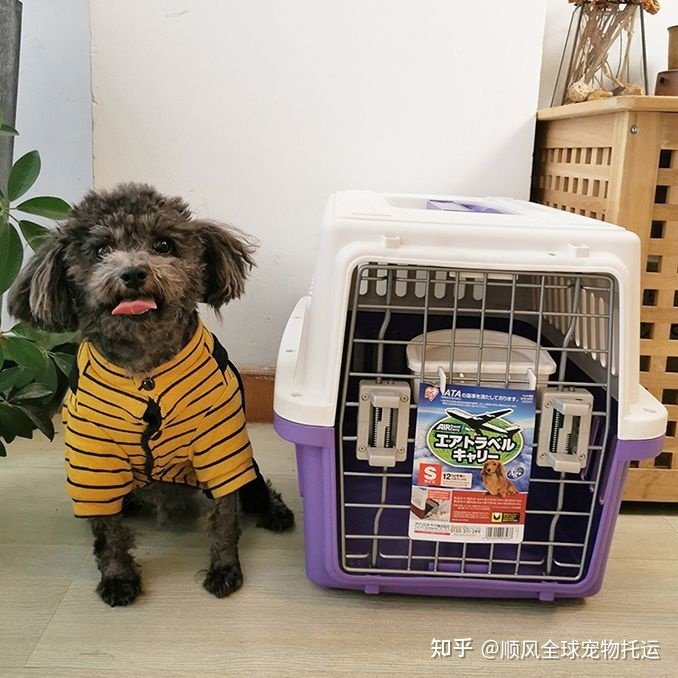 出境一个月前需给宝贝接种狂犬疫苗