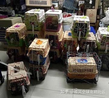 建立动物健康免疫证