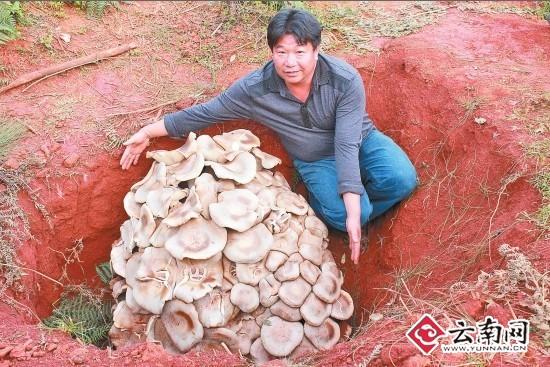 那羊肚菌市场价格多少钱一斤