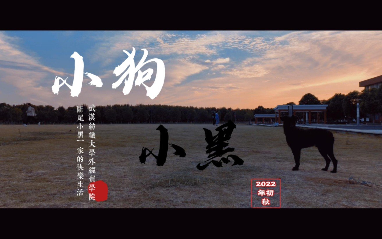 小狗的故事优秀作文 无论是身处开云手机版登录还是步入社会