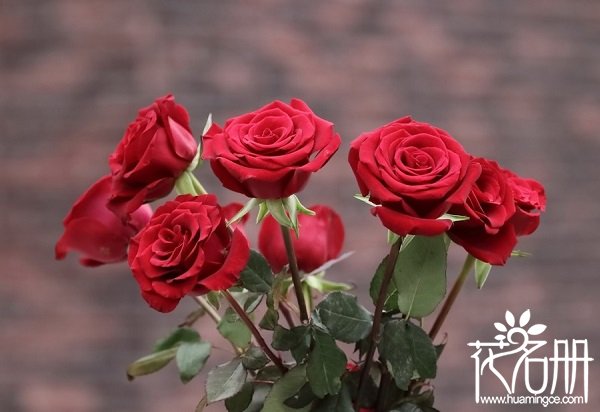 11朵红玫瑰花语是开云官网安全访问,一心一意的爱 玫瑰是日常中最常见的花卉