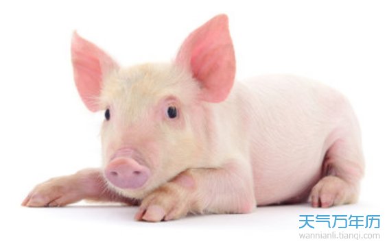 属猪的今年多大