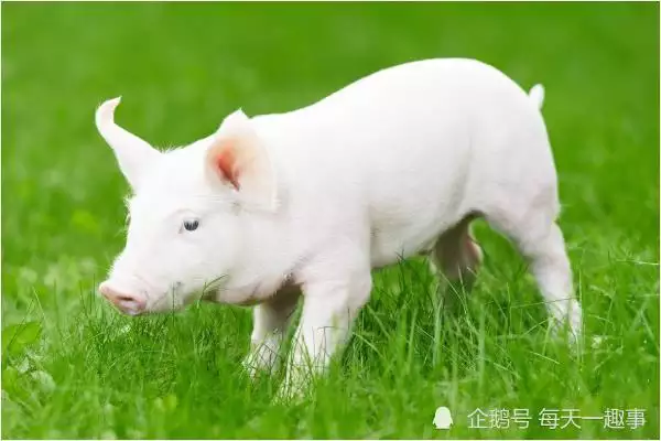 2022 年实岁的年龄62岁