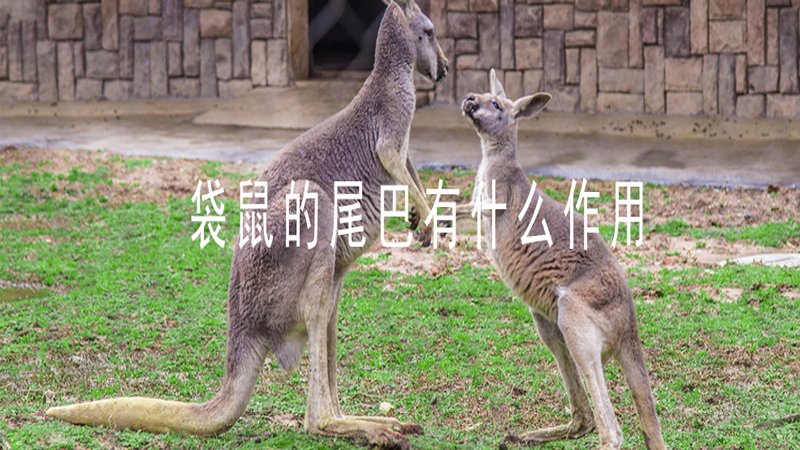 一、在跳跃爬树中能保持平衡的功能;