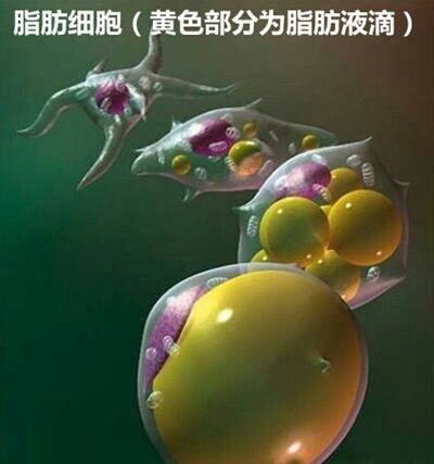 记者从暨南大学（以下简称暨大）召开的