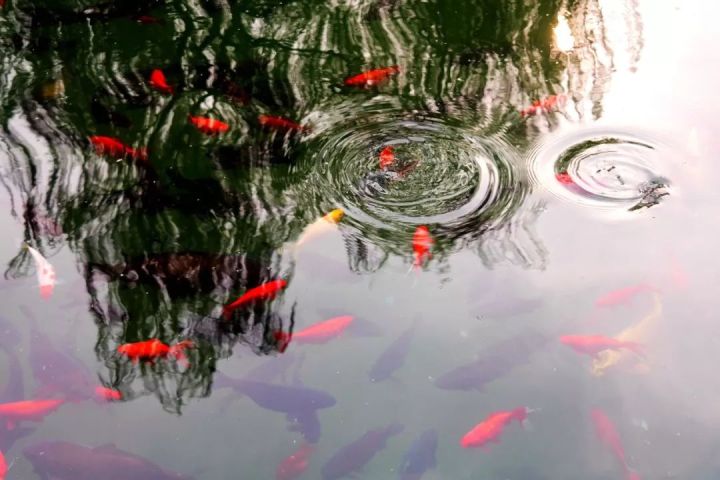 济南二日游之趵突泉 天气:多云