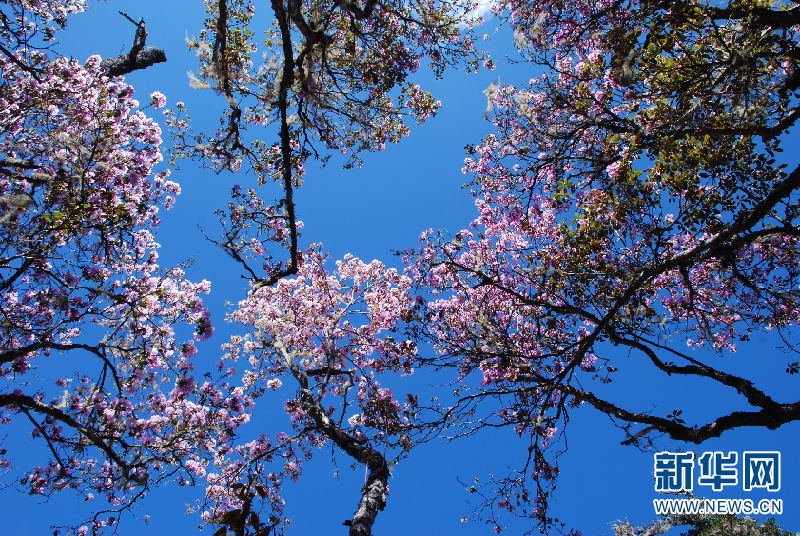 许一场春暖花开 看惯流年的春花秋月