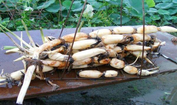 莲藕是一种食材