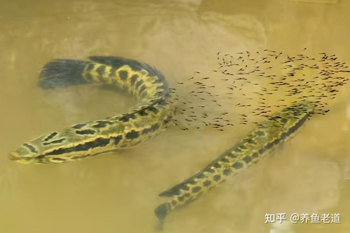 金蟾抱鲤、黑鱼孝子、鱼会看电视?这些段子在养鱼人看来就是笑话 各位鱼友大家好