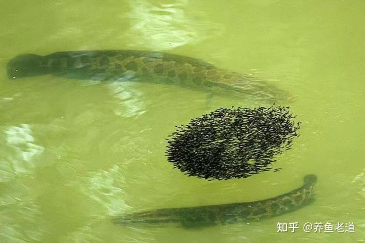 金蟾抱鲤、黑鱼孝子、鱼会看电视?这些段子在养鱼人看来就是笑话 和大家一起轻轻松松养水