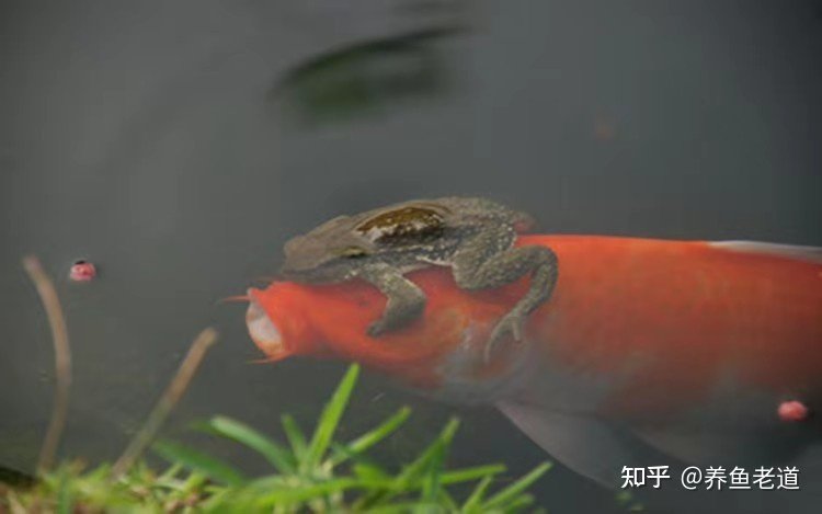 金蟾抱鲤、黑鱼孝子、鱼会看电视?这些段子在养鱼人看来就是笑话 因为没有养过观赏鱼