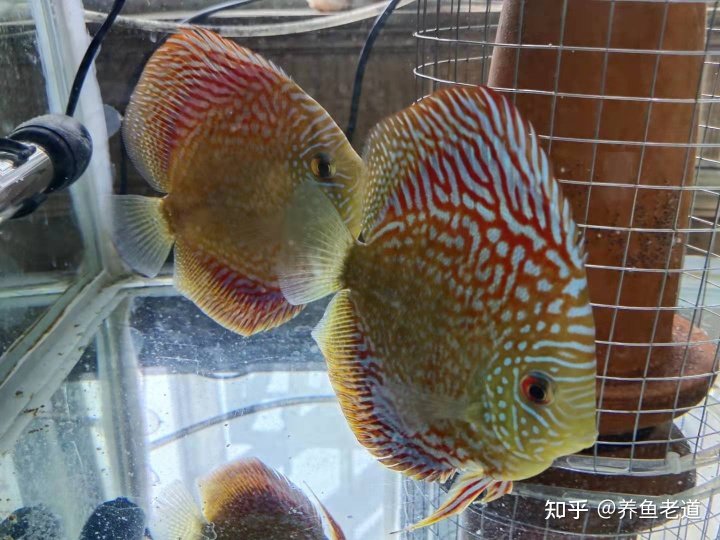 金蟾抱鲤、黑鱼孝子、鱼会看电视?这些段子在养鱼人看来就是笑话 网络上出现了很多关于观赏鱼的笑料段子