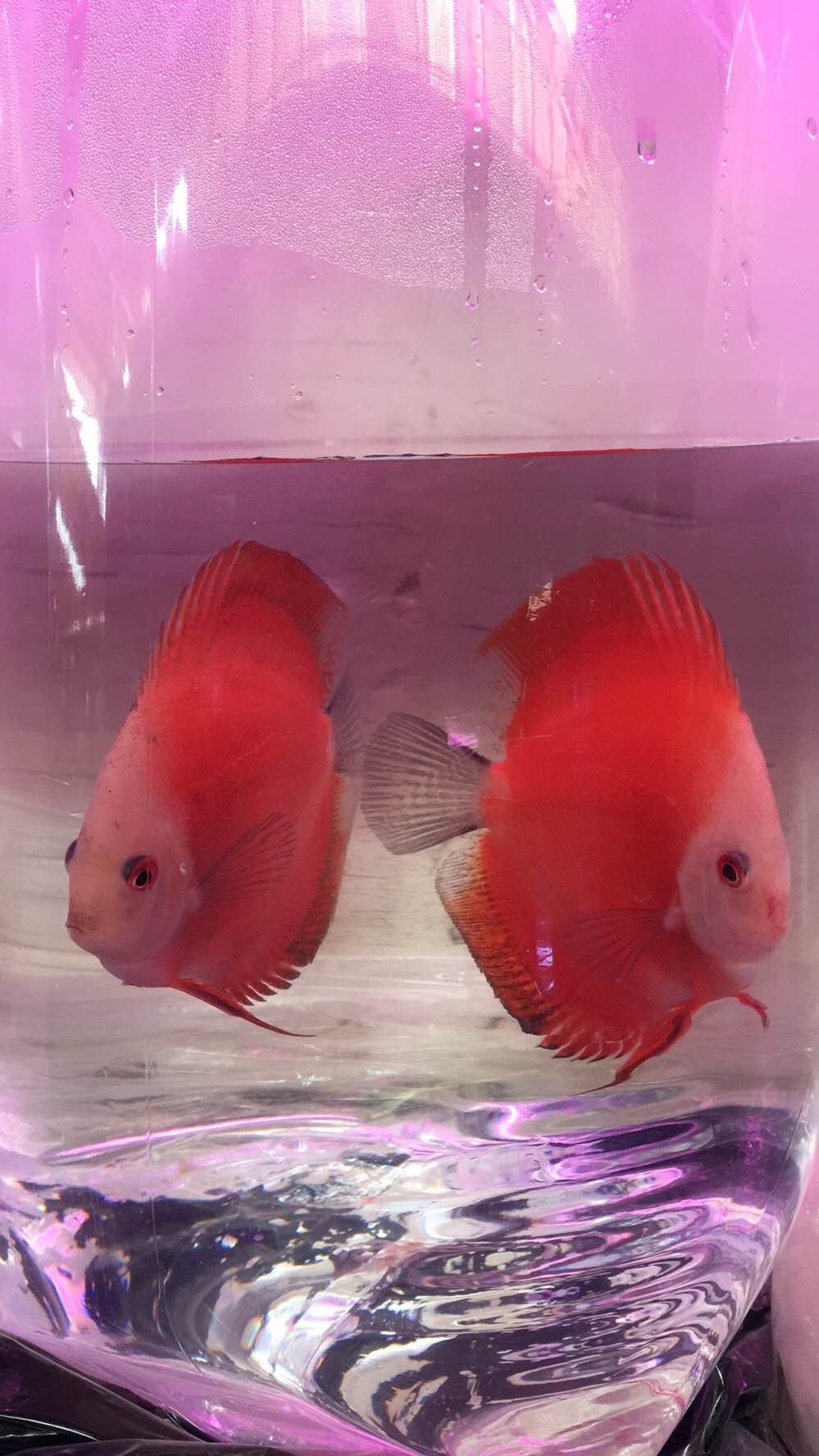金蟾抱鲤、黑鱼孝子、鱼会看电视?这些段子在养鱼人看来就是笑话 对照阅读