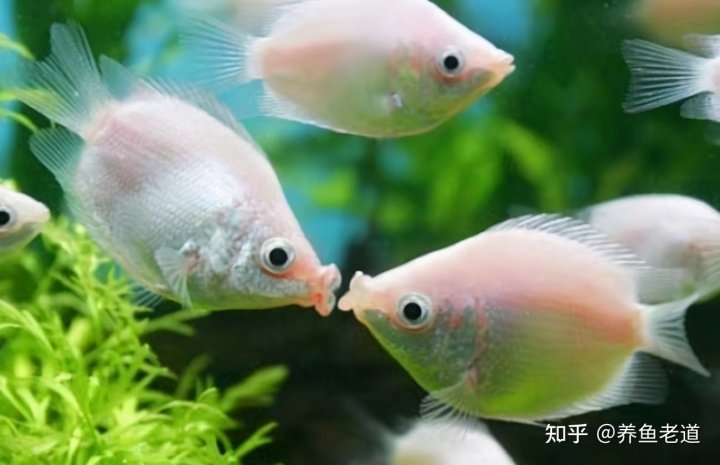 金蟾抱鲤、黑鱼孝子、鱼会看电视?这些段子在养鱼人看来就是笑话 无论这些段子是出于何种目的