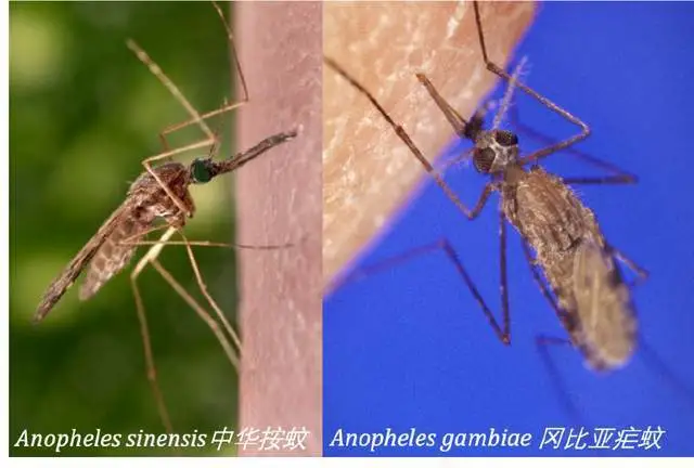 为开云官网帮助中心蚊子会被评为世界上最危险的生物呢? 第一时间从脑海中跳出来的就是