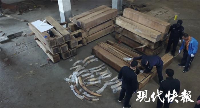 中国海关破获特大象牙走私案,缴获象牙7.48 吨 禁贸