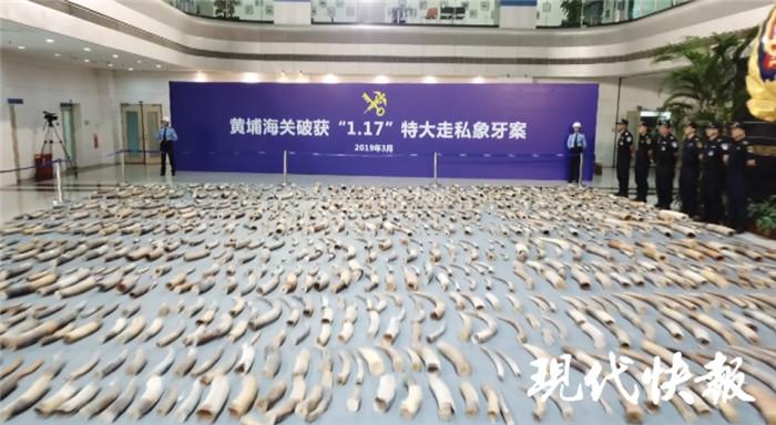 中国海关破获特大象牙走私案,缴获象牙7.48 吨 今年海关已立案侦办濒危物种走私案件1