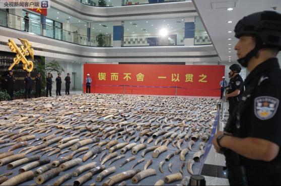 查获7吨多 黄埔海关破获特大走私象牙案 查获象牙2748根