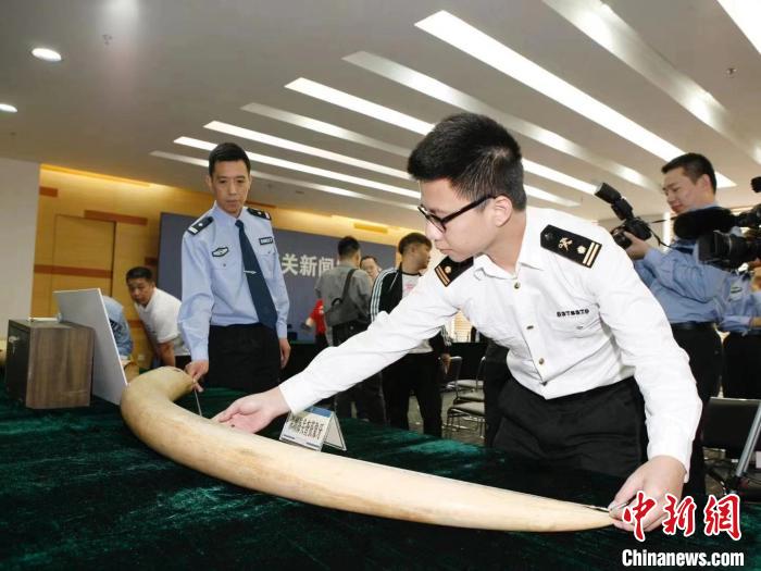 查获7吨多 黄埔海关破获特大走私象牙案 同题参见