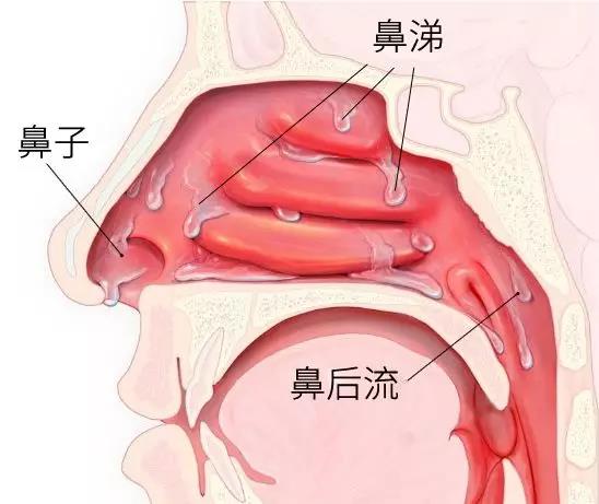 还要多观察他们的鼻腔内部变化