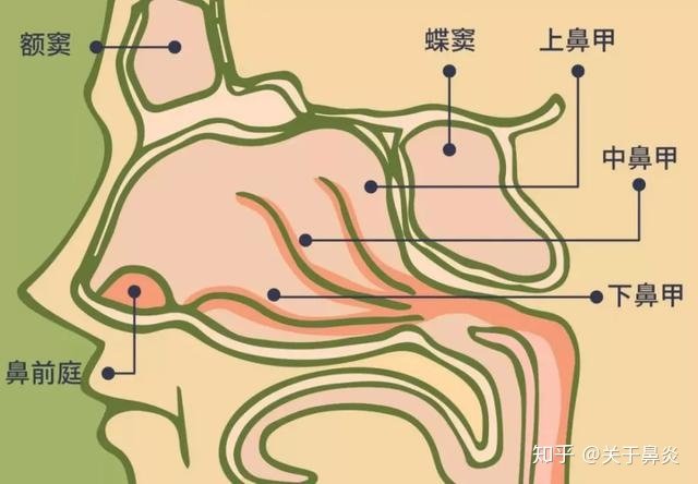 只要正常的状态鼻腔当中才会分泌出来粘