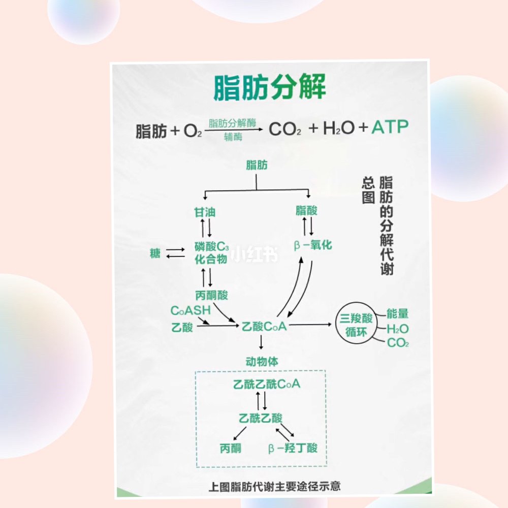 厉害了!中国科学家发现减肥新方法! 华东师范大学科研团队在肥胖与代谢性疾