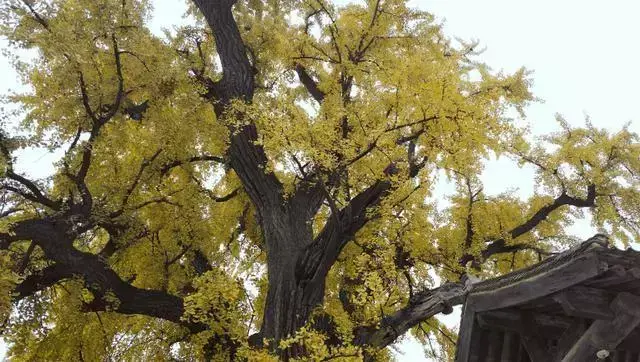藏在秦岭的西安“最小”寺庙,有一位千年神仙守护!你知道吗? 却不想与1700多年的神仙来了次不期