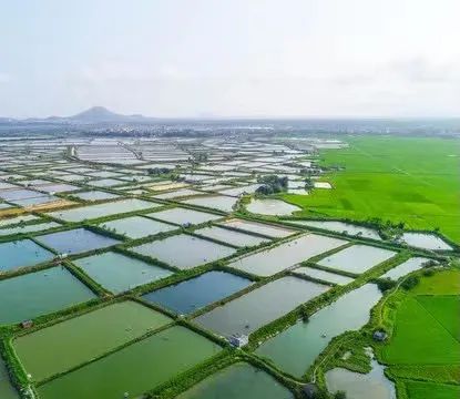漂白粉、敌百虫、硫酸铜,这三种如何使用才更安全? 养殖再努力也没用