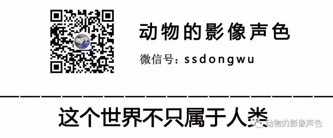 这种猴子的尾巴是自己身体的两倍长,还长得眉清目秀 长尾叶猴