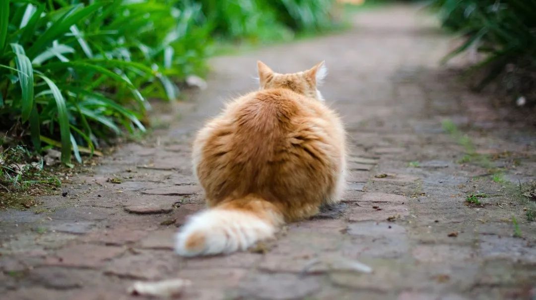 博士昨天就去朋友家和小猫咪玩了