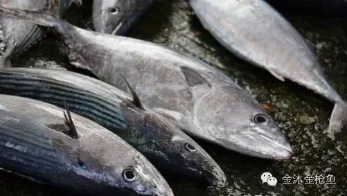 10元/斤金枪鱼热销 实为低端鲣鱼 春节生食金枪鱼请购买正规厂家的产品 时间:2016年02月03日