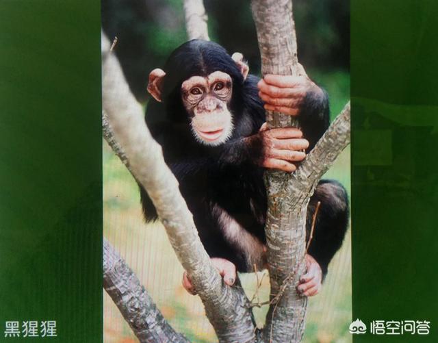 网络十大神兽的解释 一类生活习性与巴陵猴相近