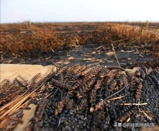 村民办丧事,周口400亩麦田起火,预估损失40万,怎么回事 周口400亩麦田起火