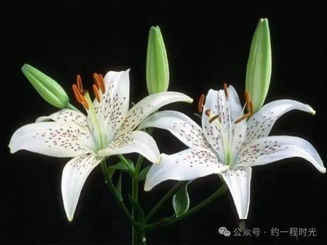 茹志鹃:百合花 一九四六年的中秋。