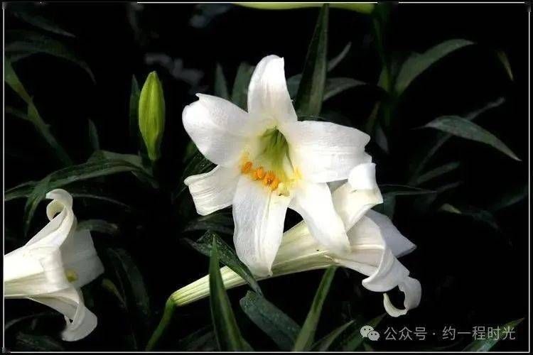 茹志鹃:百合花 这天打海岸的部队决定晚上总攻